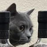 Pablo the cat